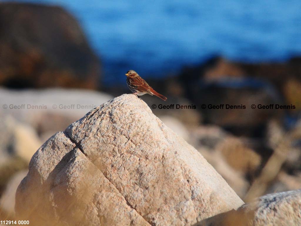 islands_Fox-Sparrow