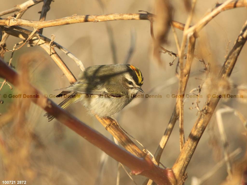 islands_Golden-crowned-Kinglet