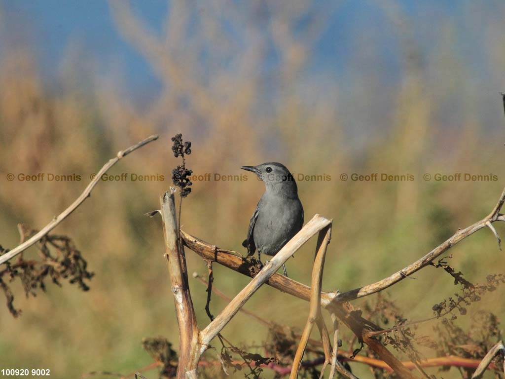 islands_Gray-Catbird