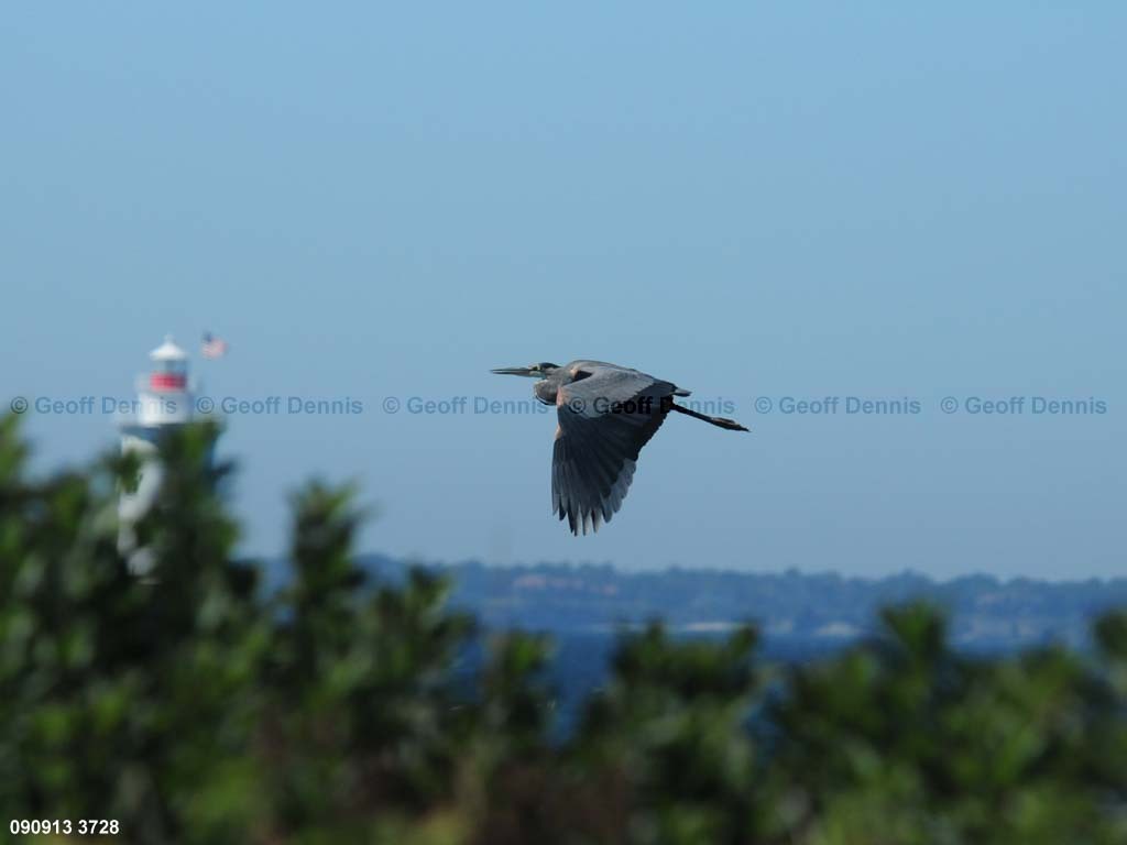 islands_Great-Blue-Heron