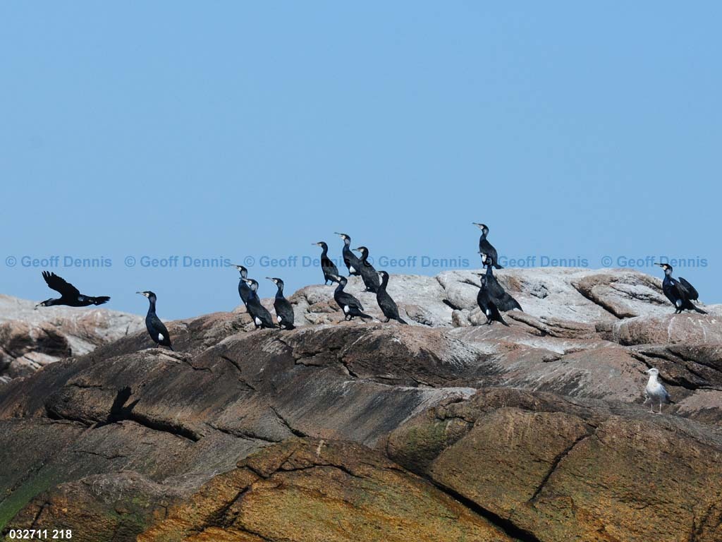 islands_Great-Cormorant