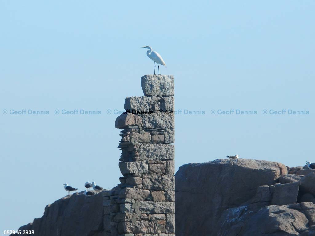 islands_Great-Egret