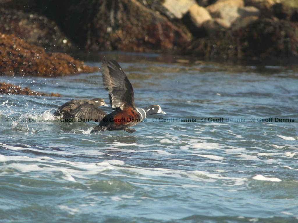 islands_Harlequin-Duck