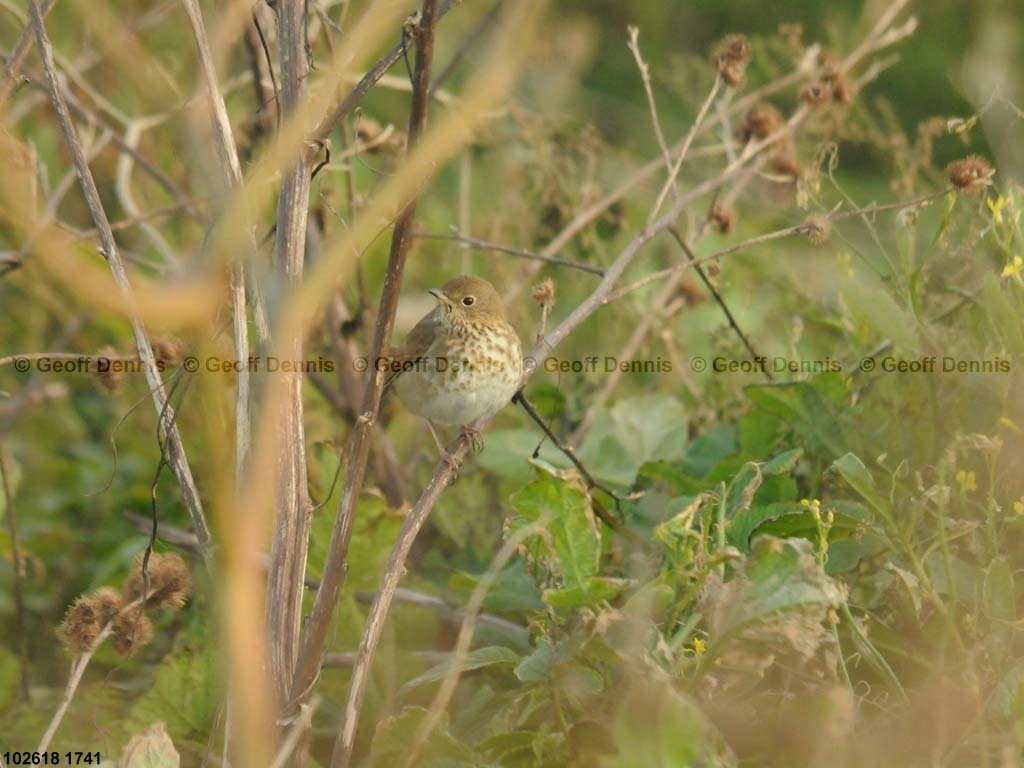 islands_Hermit-Thrush