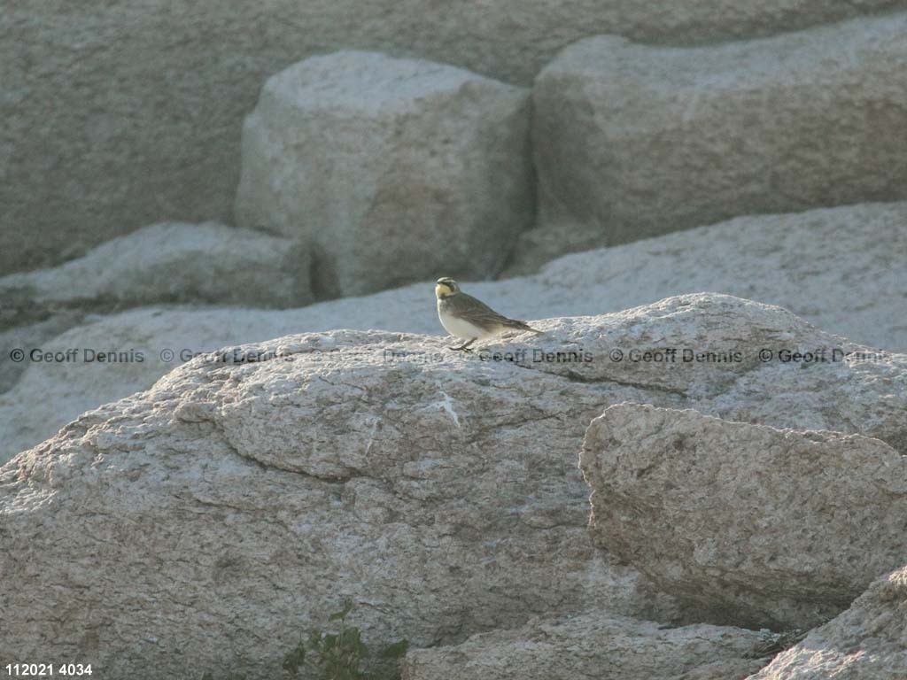 islands_Horned-Lark