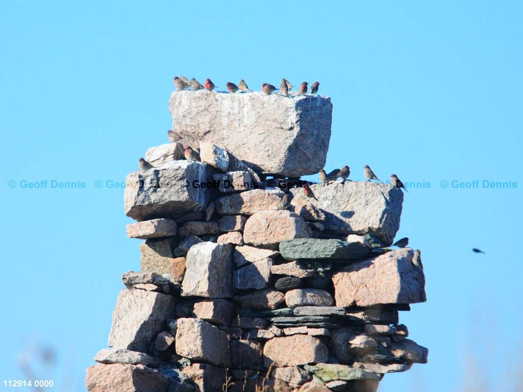 islands_House-Finch