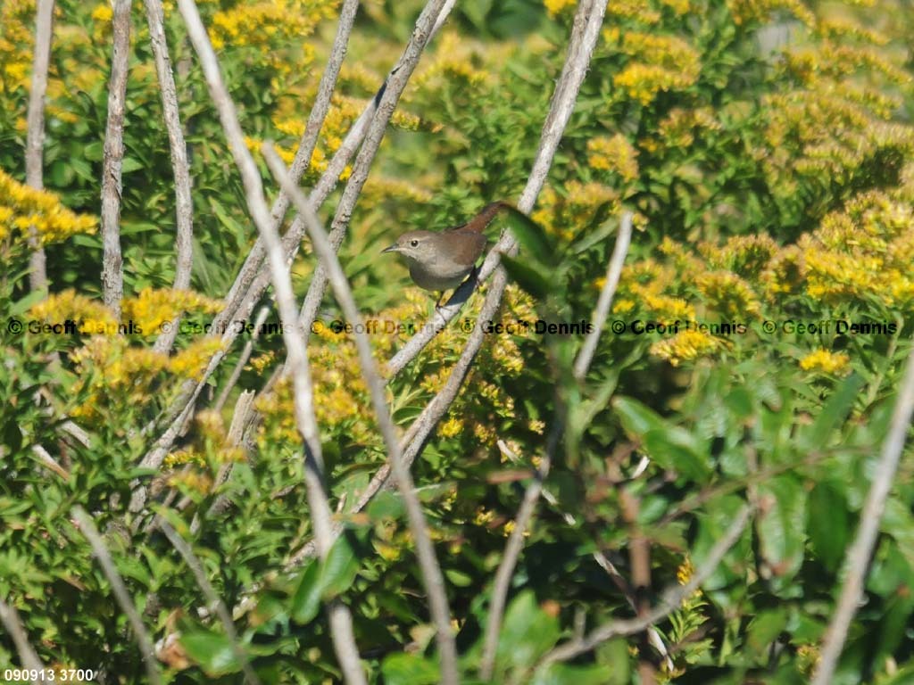 islands_House-Wren