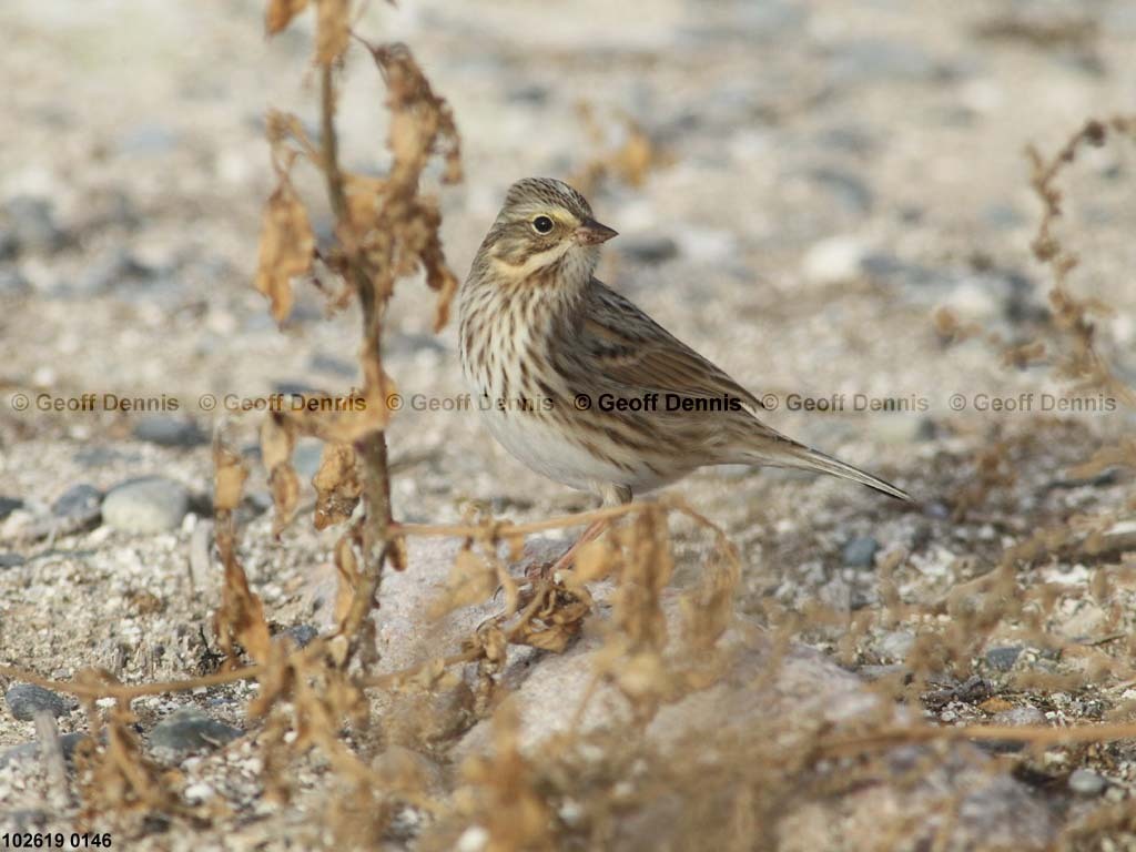 islands_Ipswich-Savannah-Sparrow