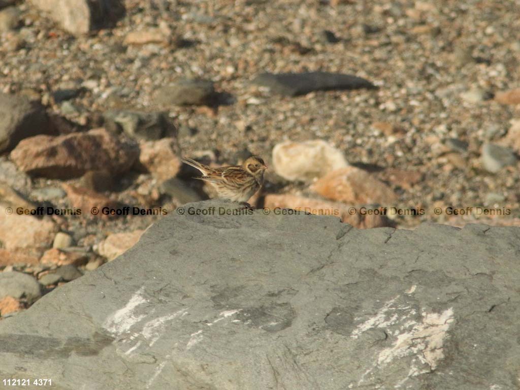 islands_Lapland-Longspur