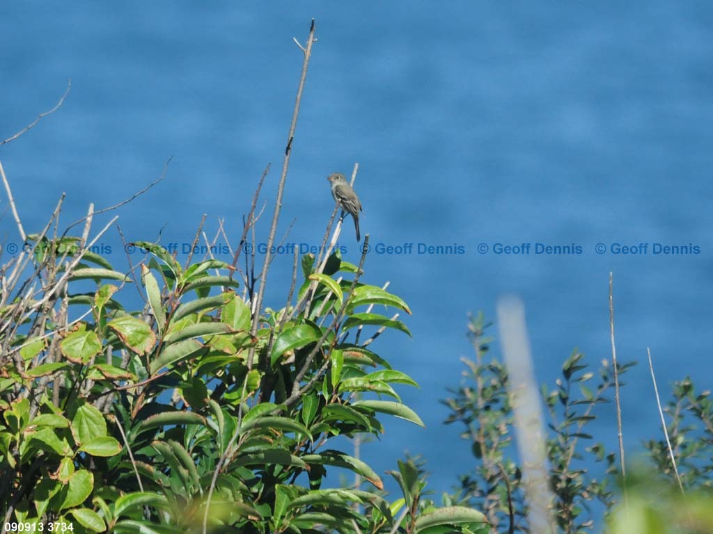 islands_Least-Flycatcher