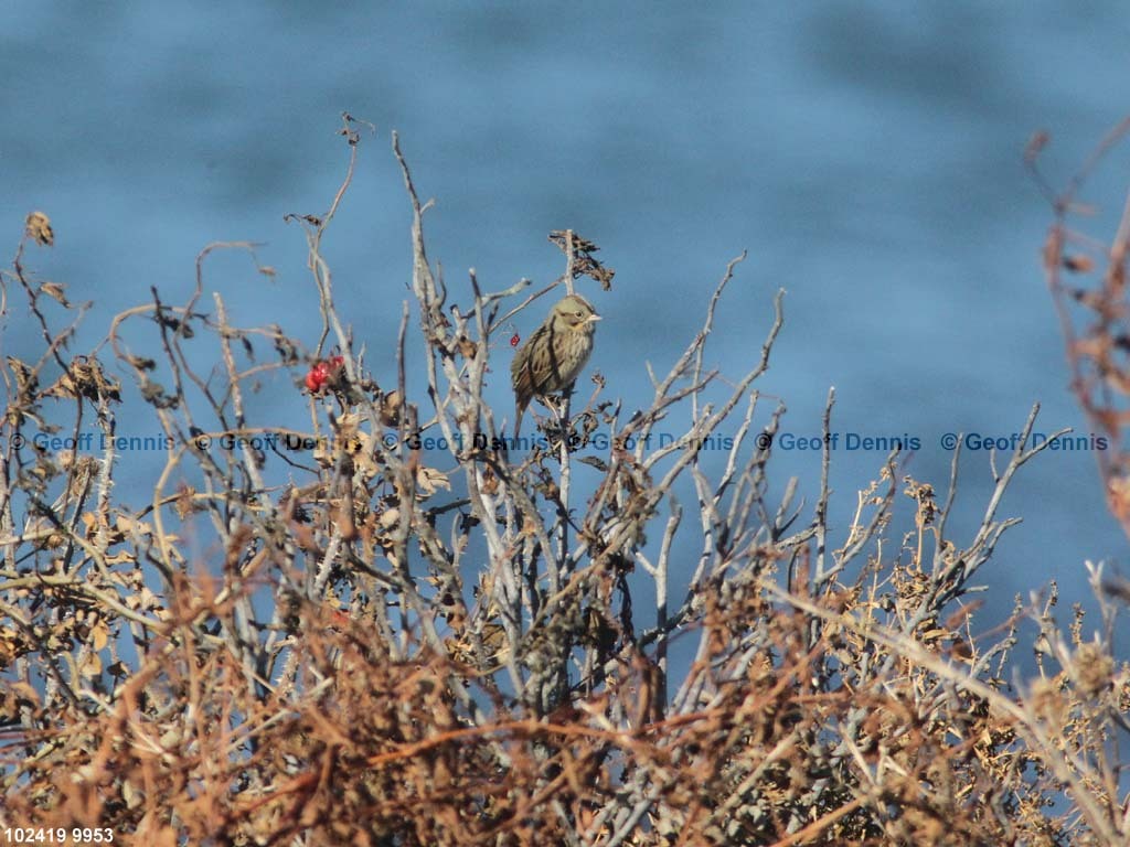 islands_Lincolns-Sparrow