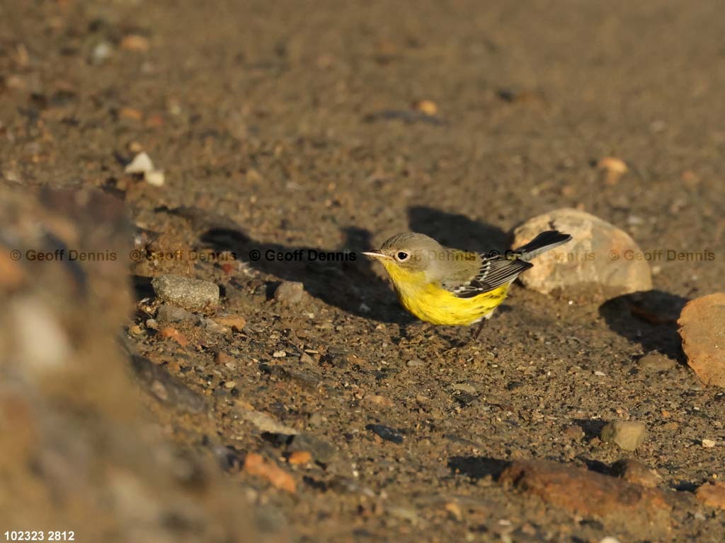 islands_Magnolia-Warbler-2