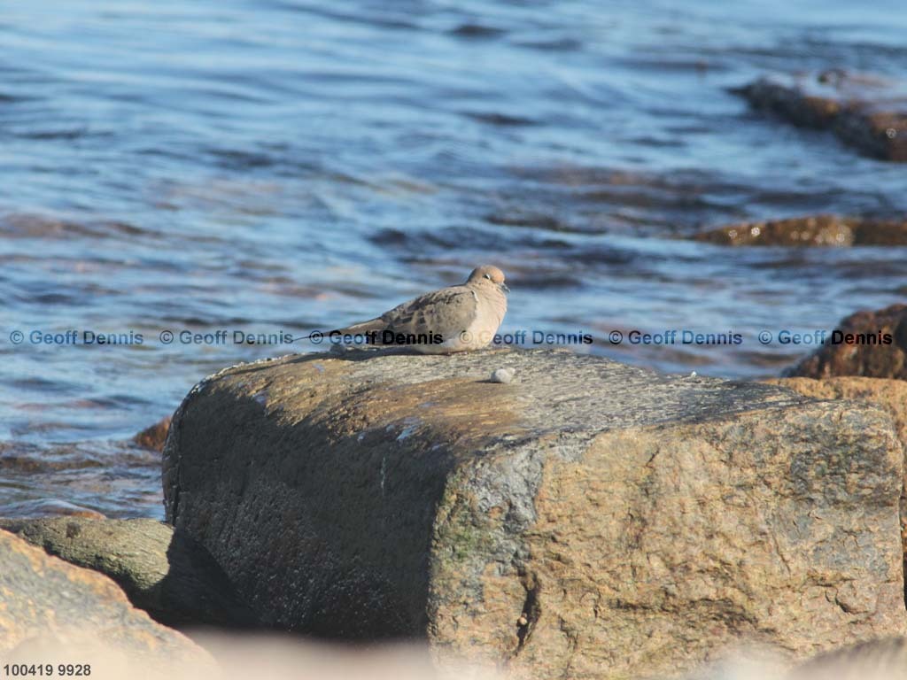 islands_Mourning-Dove