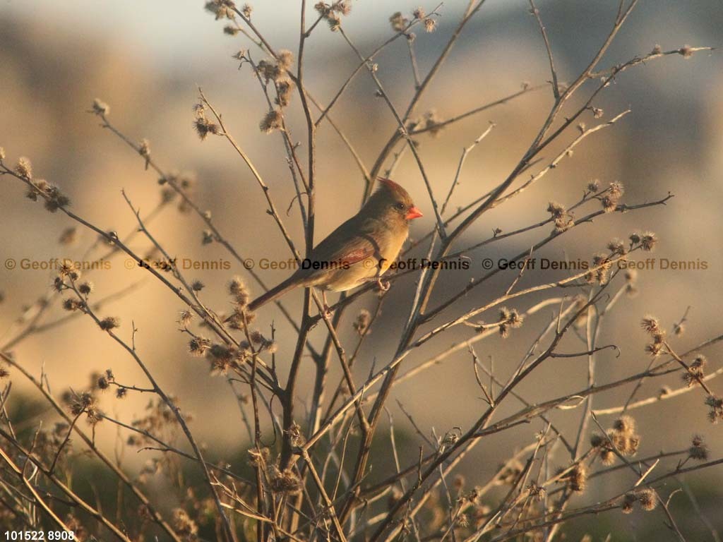 islands_Northern-Cardinal