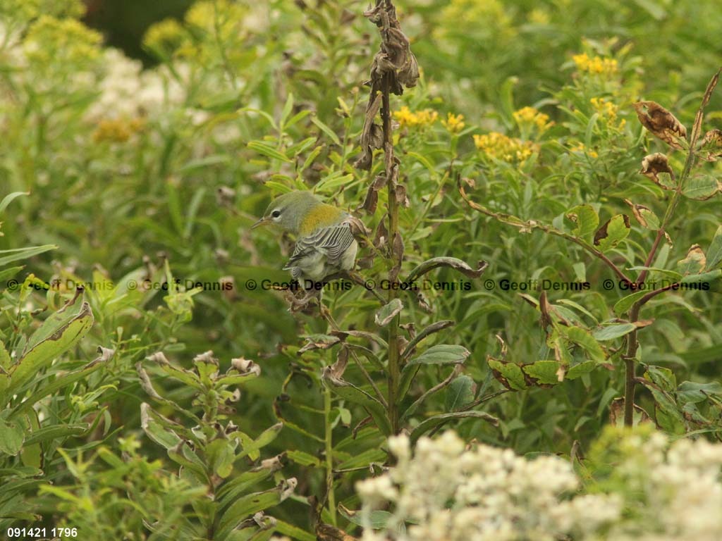 islands_Northern-Parula