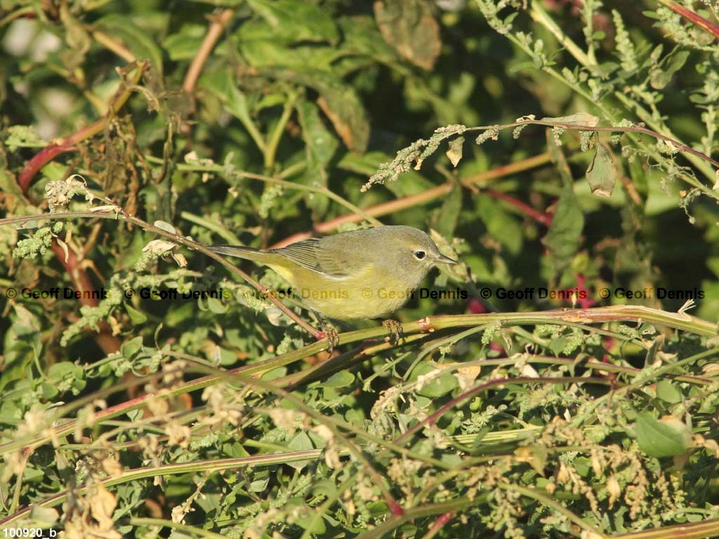 islands_Orange-crowned-Warbler