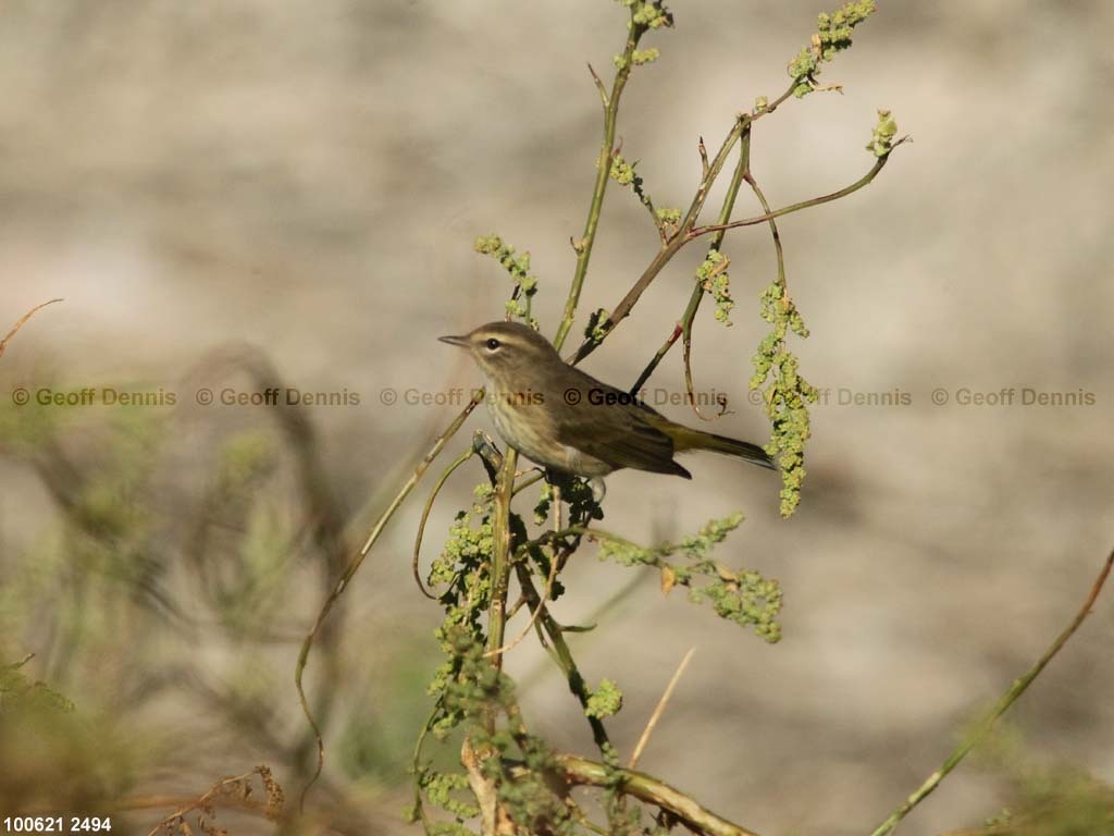 islands_Palm-Warbler