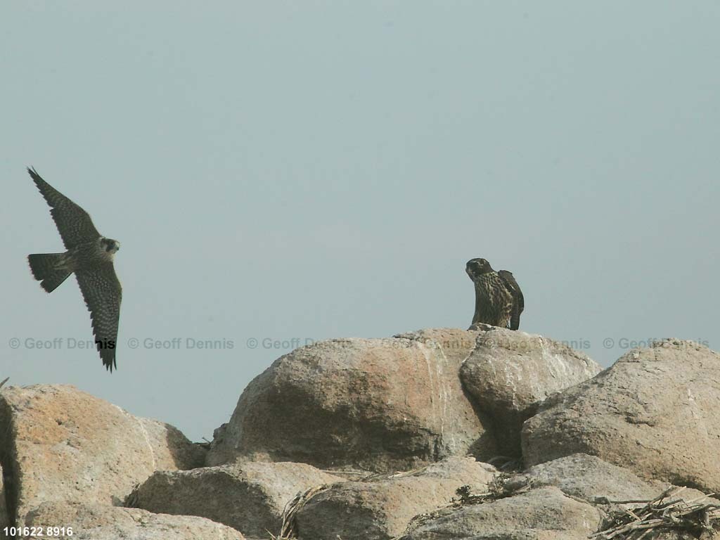 islands_Peregrine-Falcon-immature