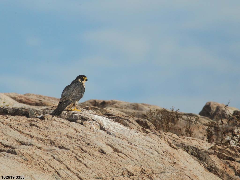 islands_Peregrine-Falcon