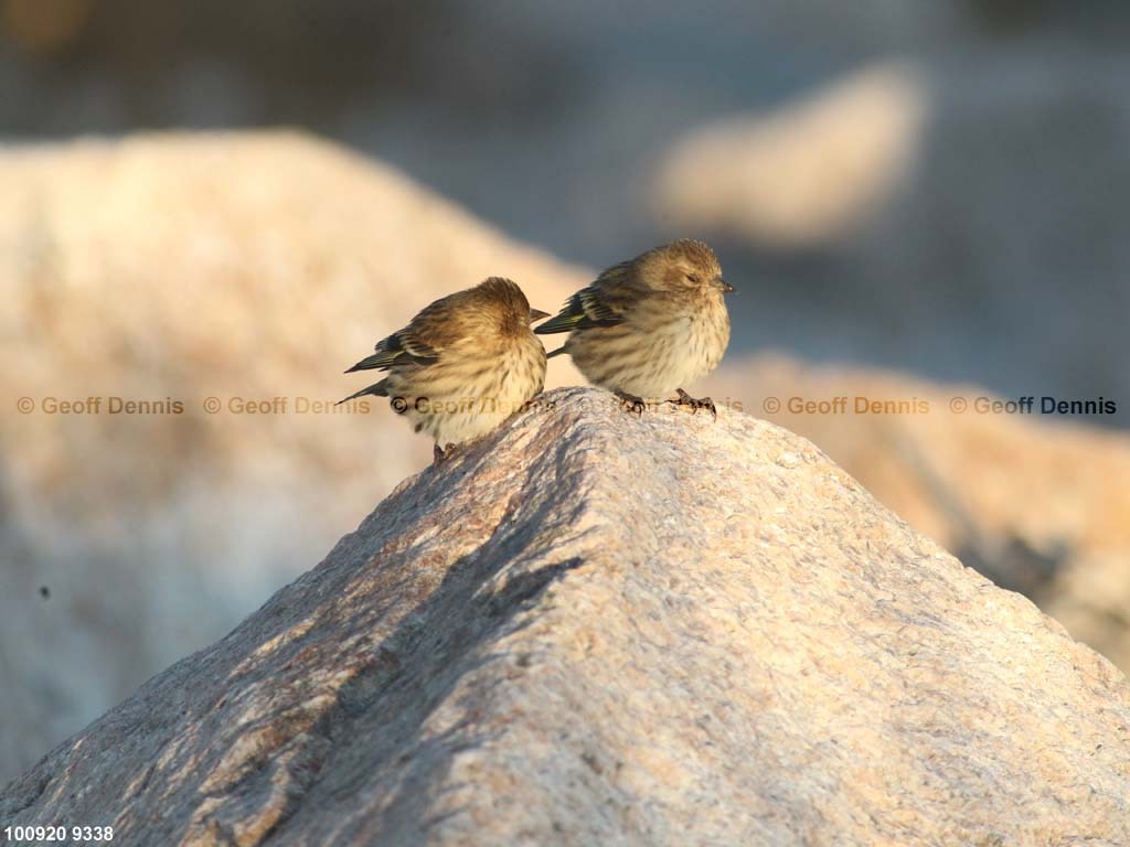 islands_Pine-Siskin