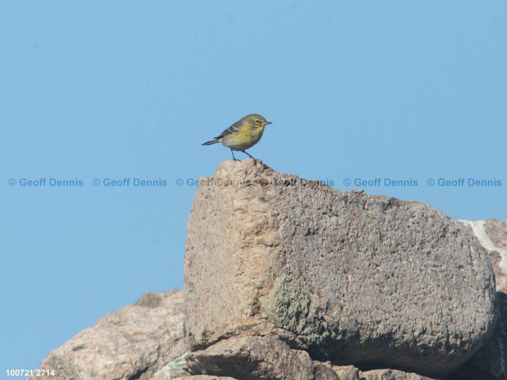 islands_Pine-Warbler