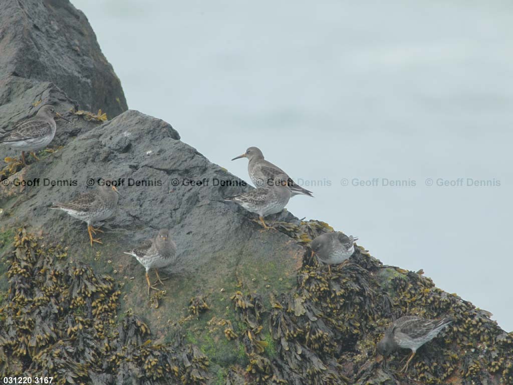 islands_Purple-Sandpiper