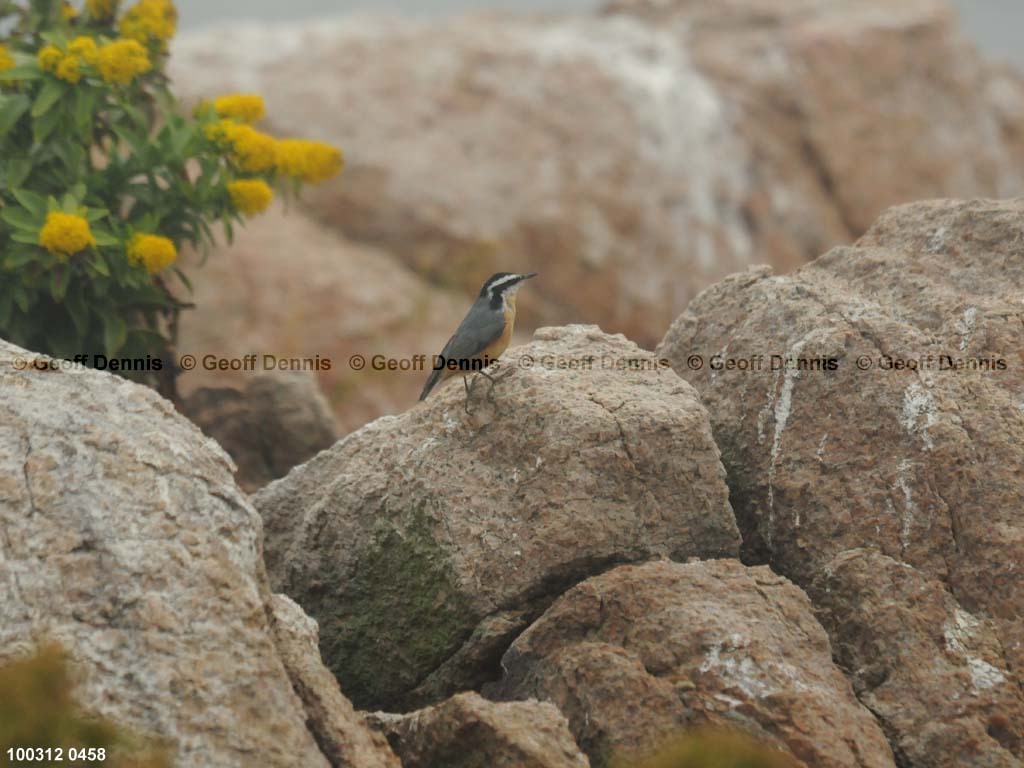 islands_Red-breasted-Nuthatch