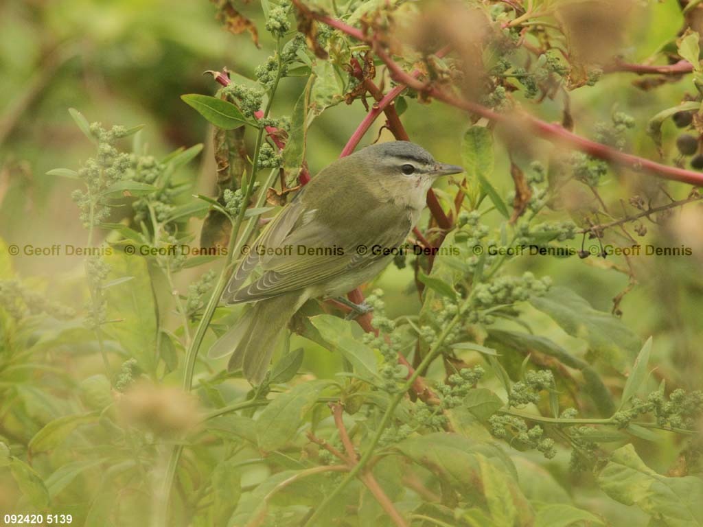 islands_Red-eyed-Vireo