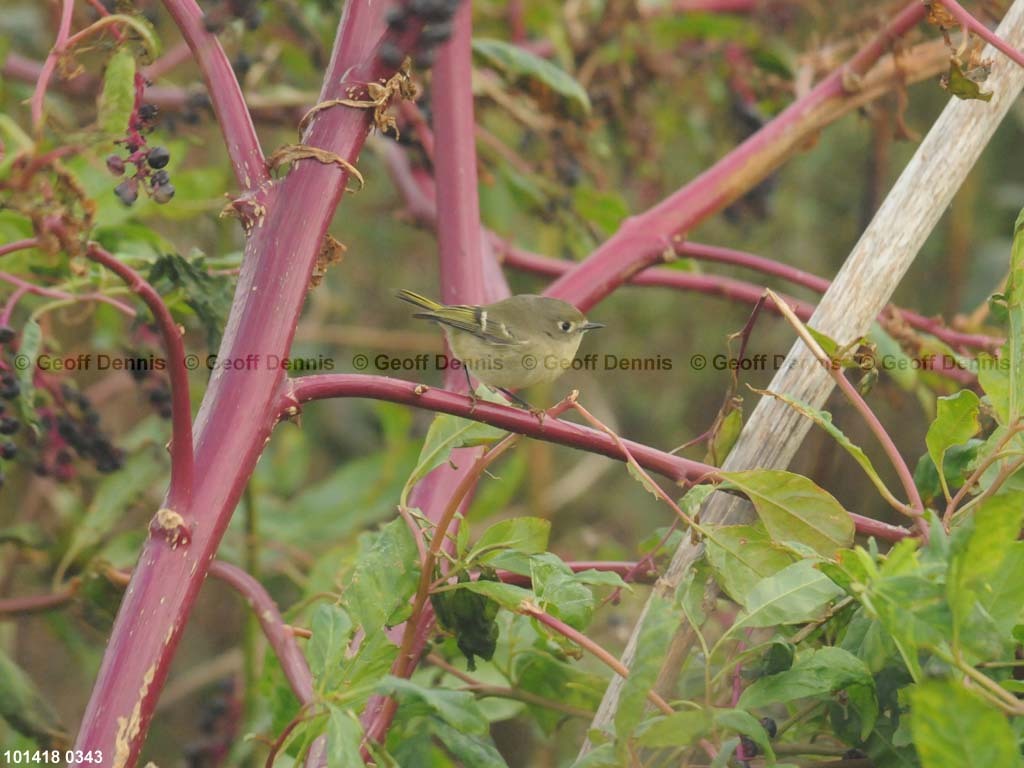 islands_Ruby-crowned-Kinglet