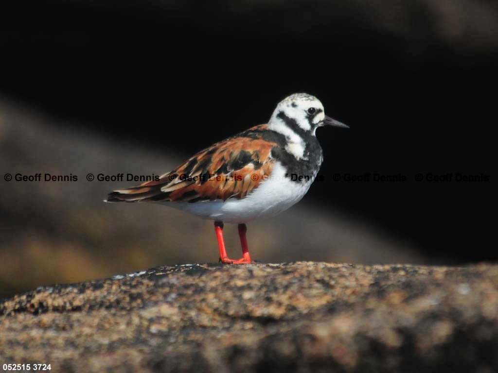 islands_Ruddy-Turnstone_a