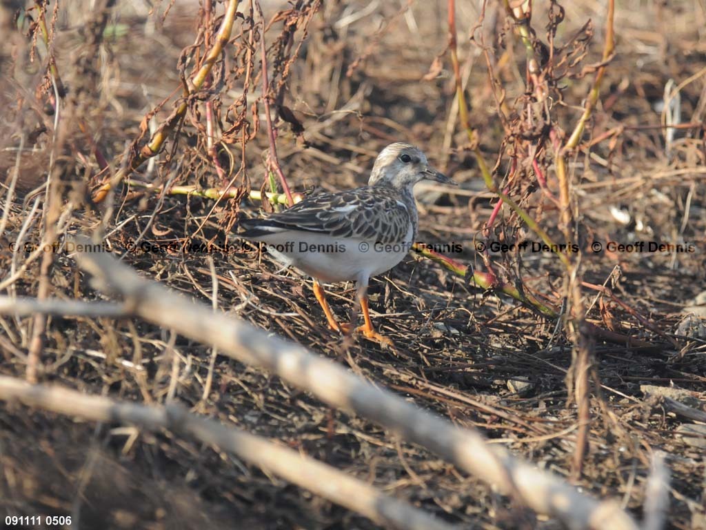 islands_Ruddy-Turnstone_b