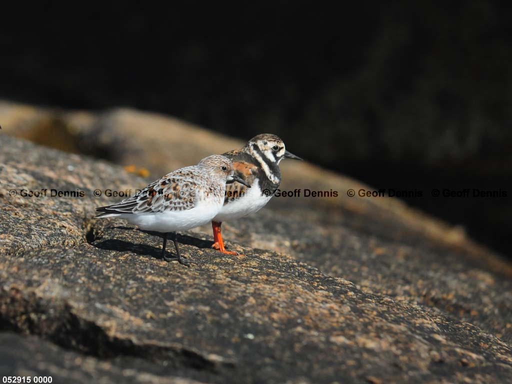 islands_Sanderling