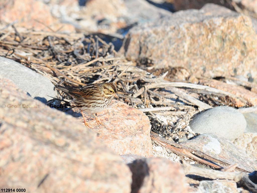 islands_Savannah-Sparrow