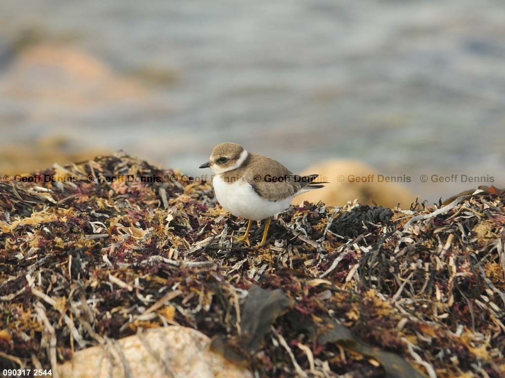 islands_Semipalmated-Plover