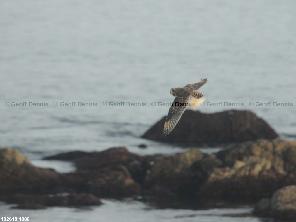 islands_Short-eared-Owl