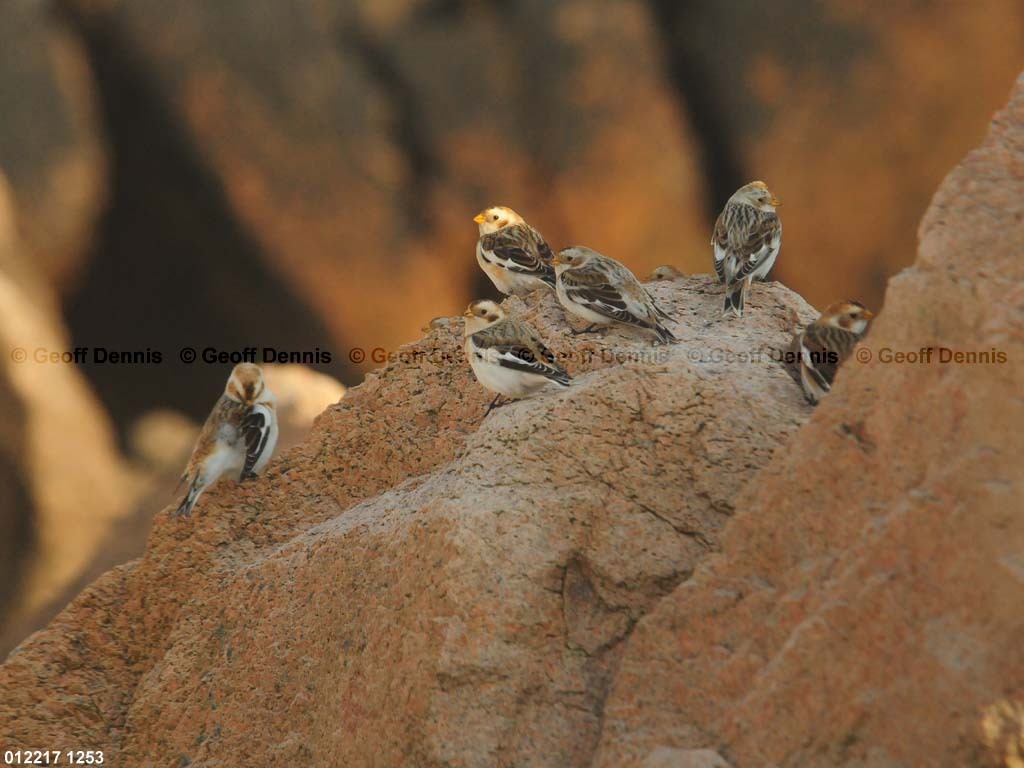 islands_Snow-Bunting