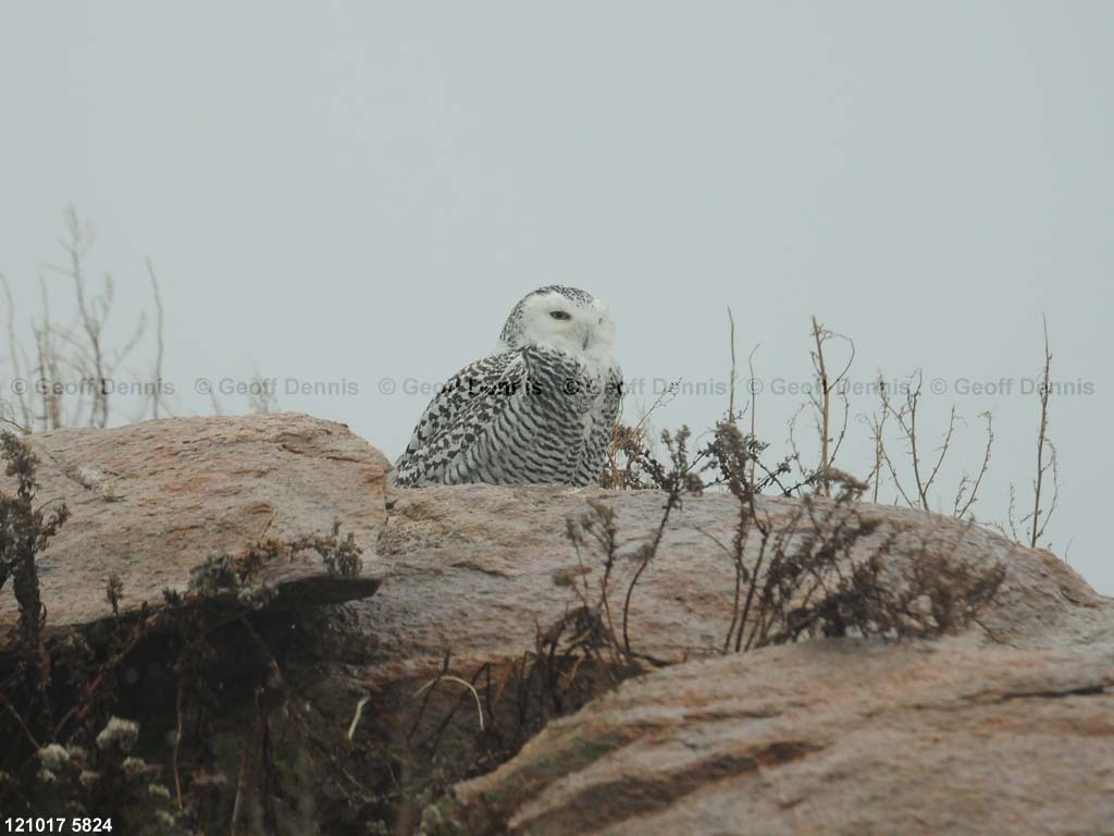 islands_Snowy-Owl