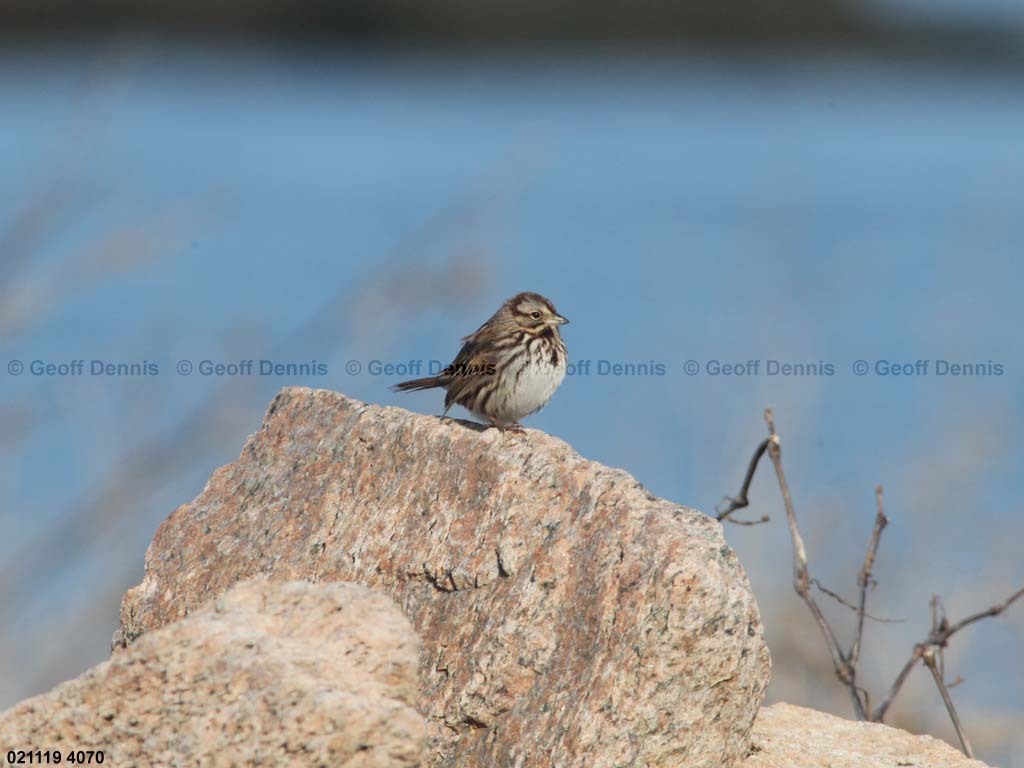 islands_Song-Sparrow