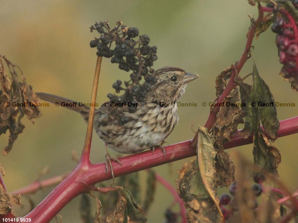 islands_Song-Sparrow_b