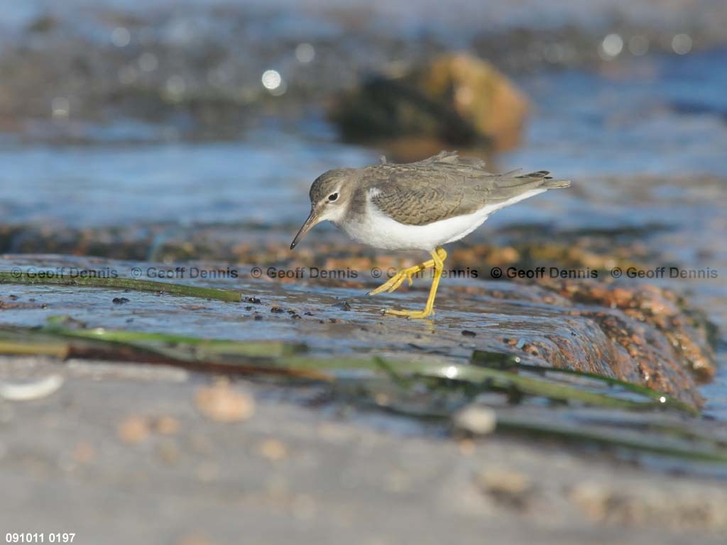 islands_Spotted-Sandpiper