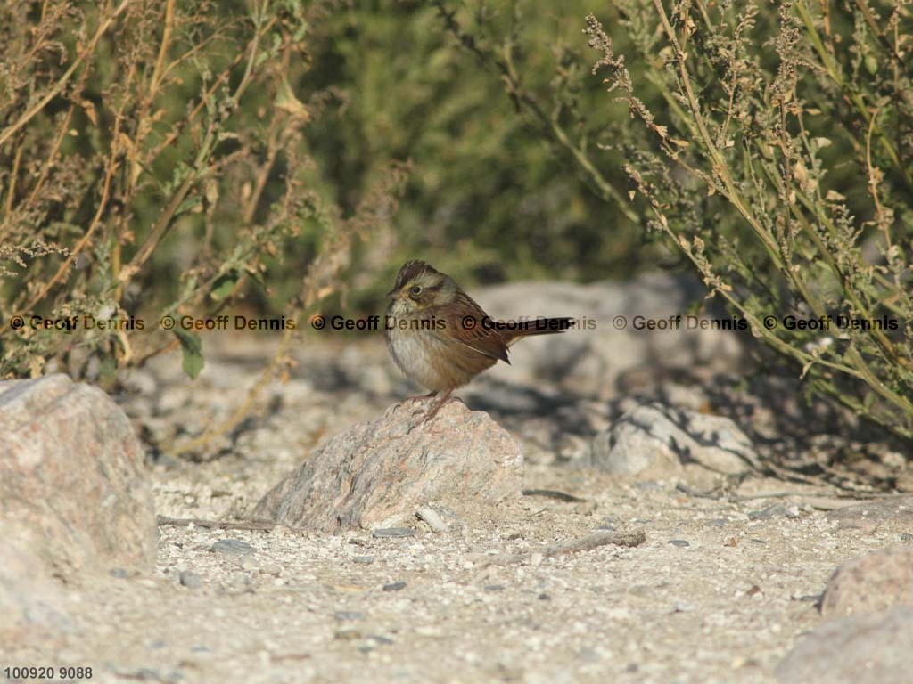 islands_Swamp-Sparrow_a