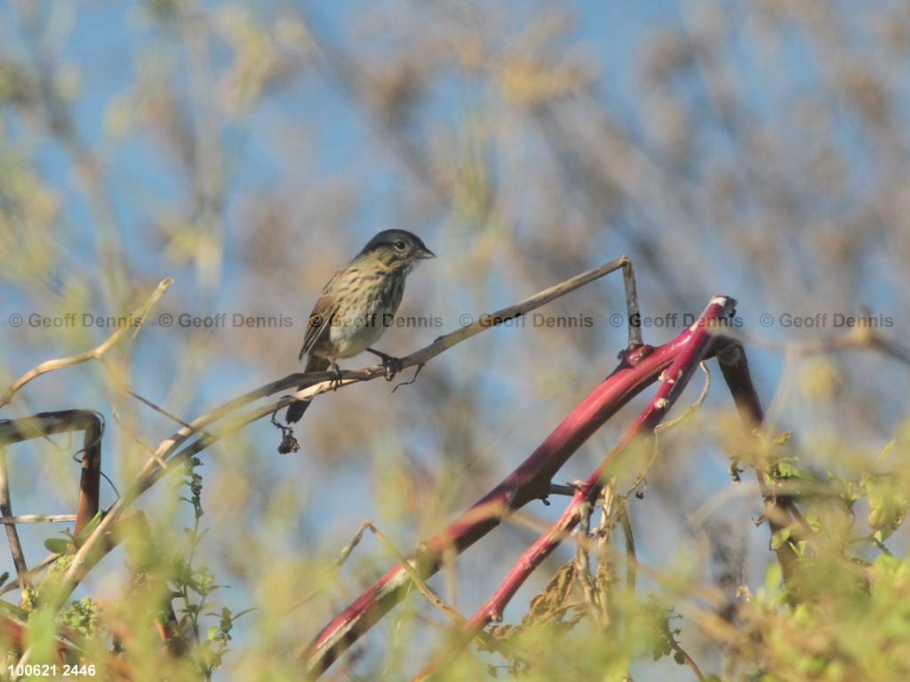 islands_Swamp-Sparrow_b