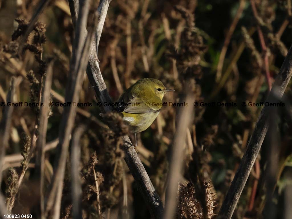 islands_Tennessee-Warbler