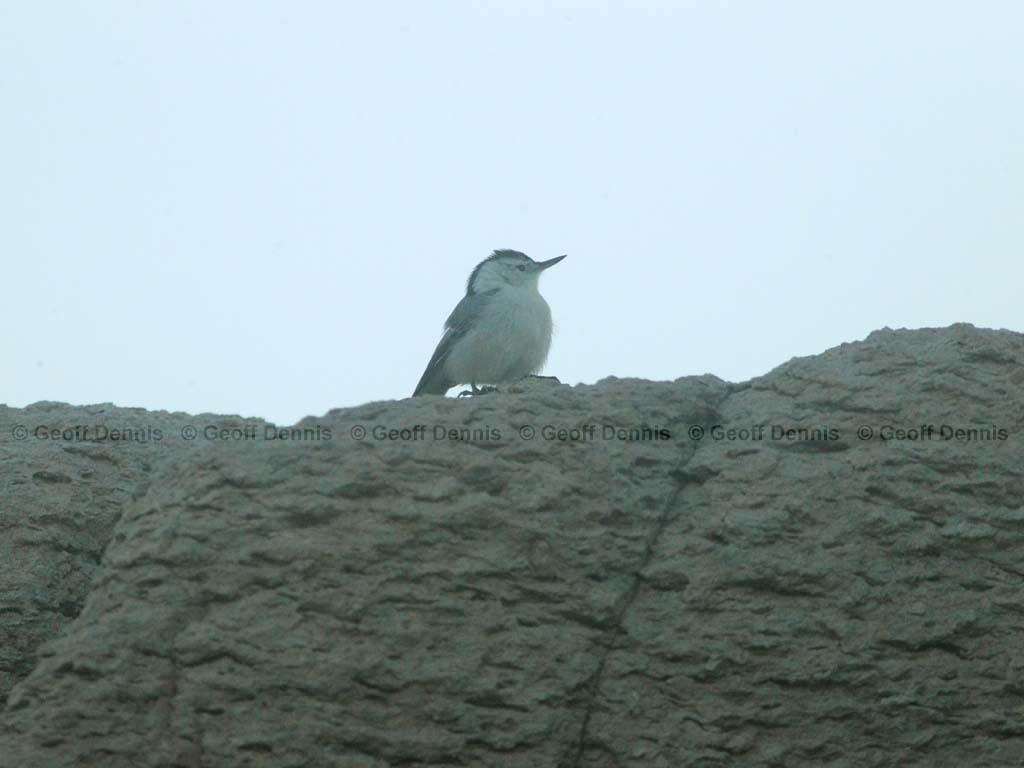 islands_White-breasted-Nuthatch