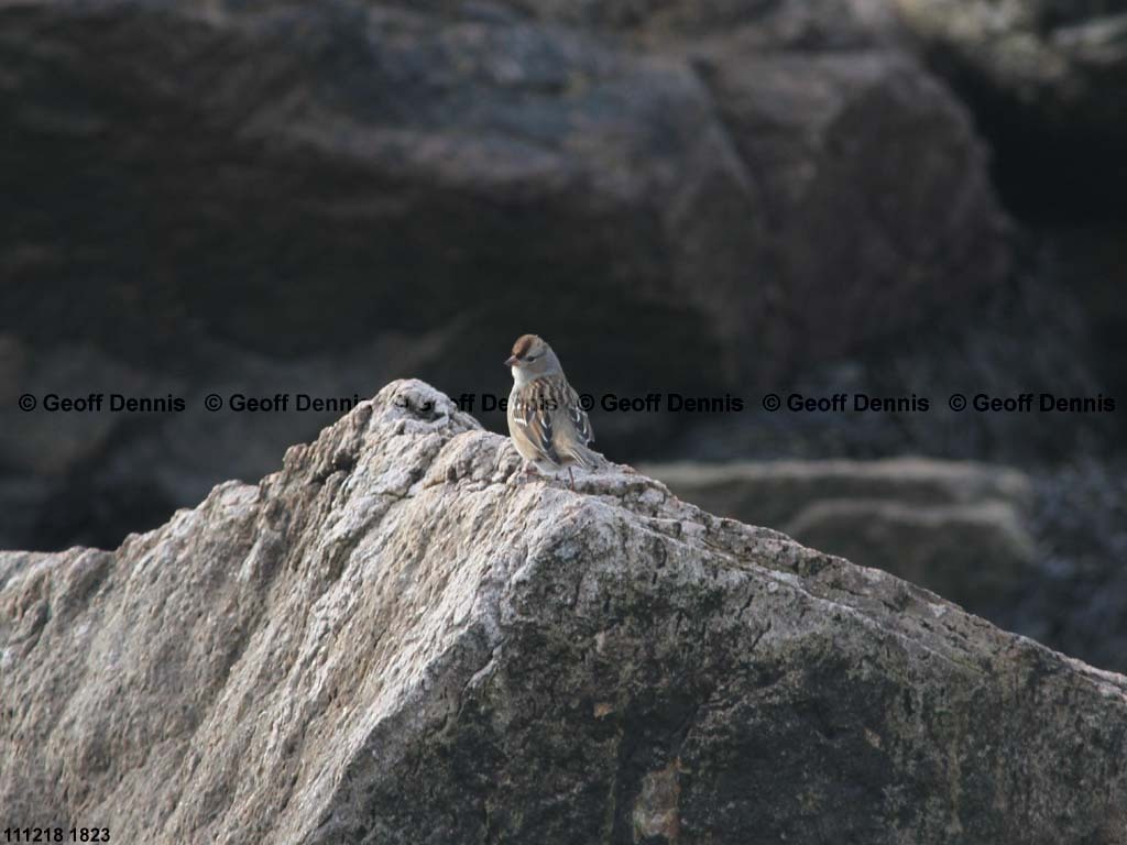 islands_White-crowned-Sparrow