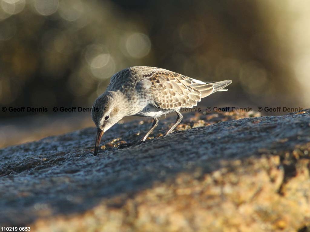 islands_White-rumped-Sandpiper