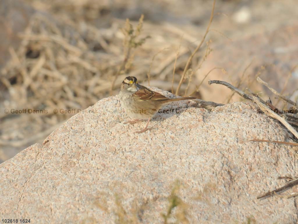 islands_White-throated-Sparrow