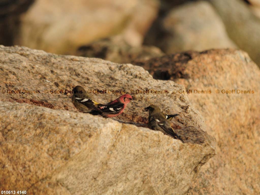 islands_White-winged-Crossbill