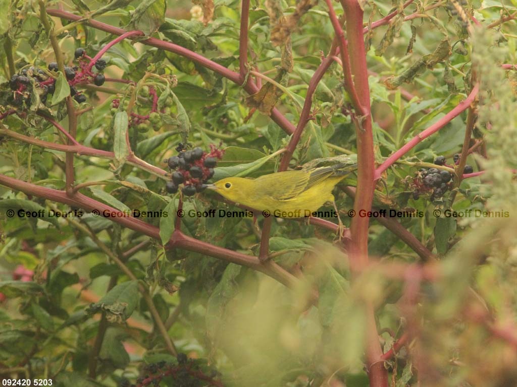 islands_Yellow-Warbler