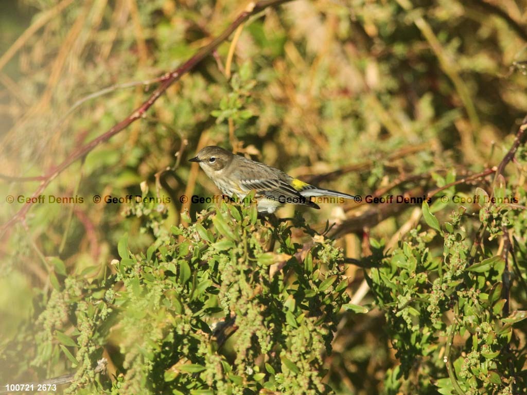 islands_Yellow-rumped-Warbler